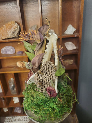 Louisiana Honeybees with a Fox Jawbone and Nest