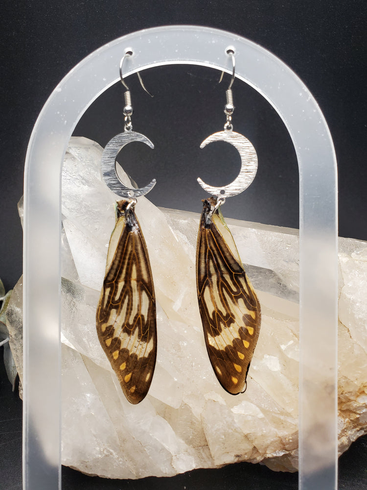 Blue Cicada Wing Earrings