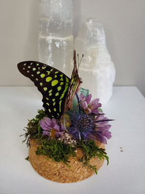 Tailed Jay Butterfly Mini Dome