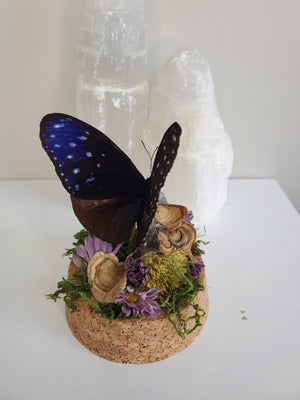 Striped Blue Crow Mini Butterfly Dome