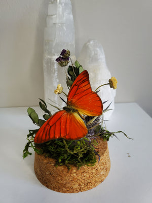 Orange Albatross Mini Butterfly Dome