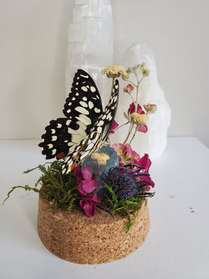 Checkered Swallowtail Mini Dome