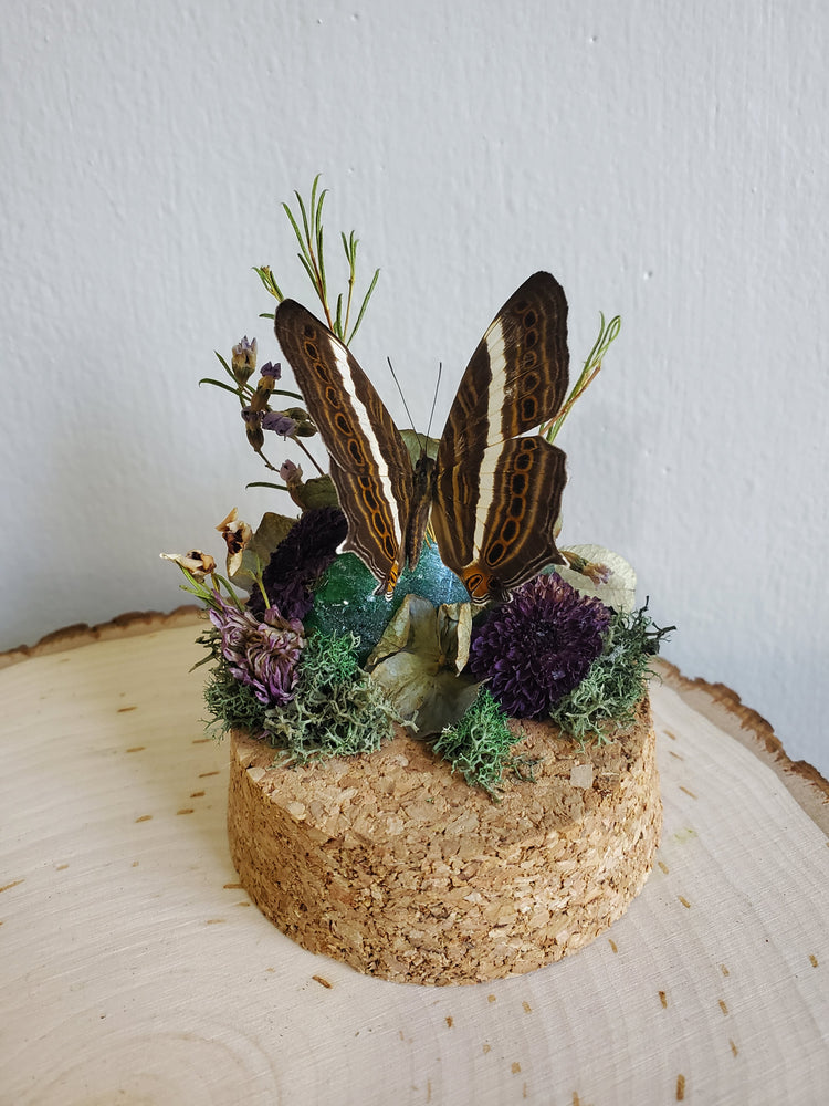 Smooth-banded Sister Butterfly Mini Dome