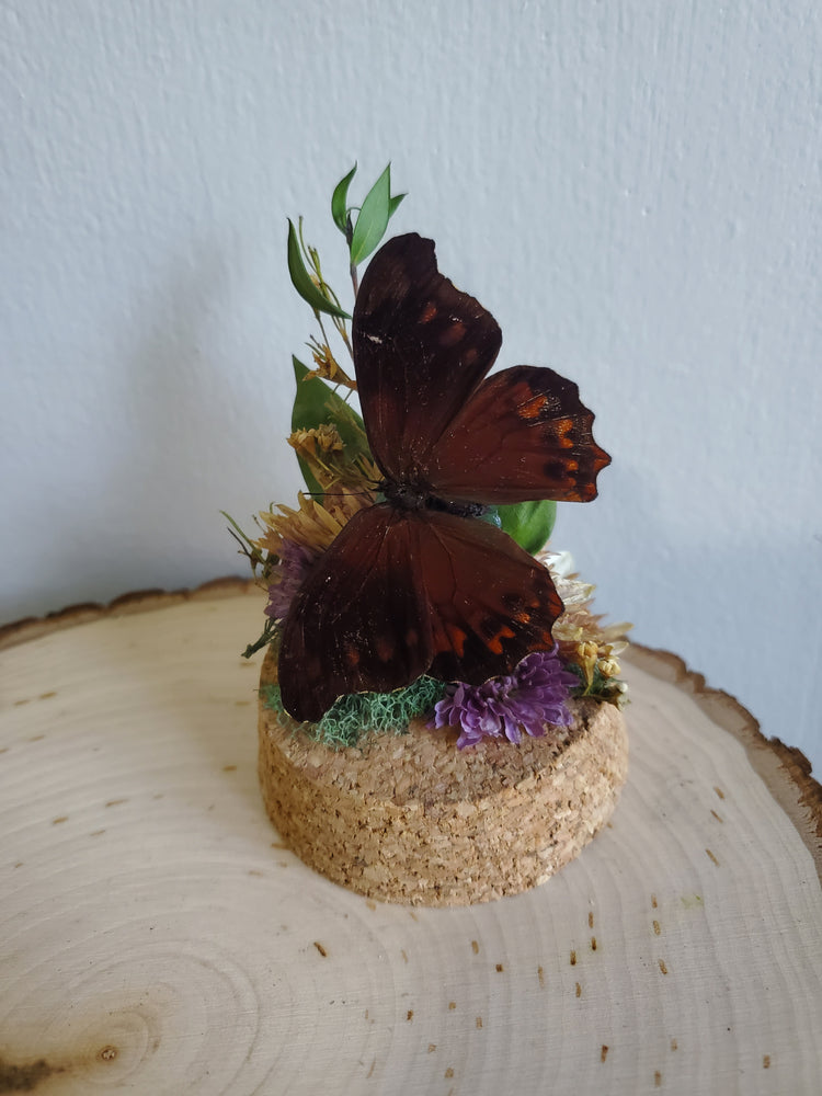 Night Butterfly Mini Dome