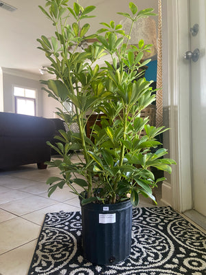 Umbrella Plant / Dwarf Schefflexa