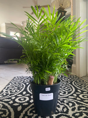 Parlor Palm
