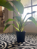 Philodendron Plant