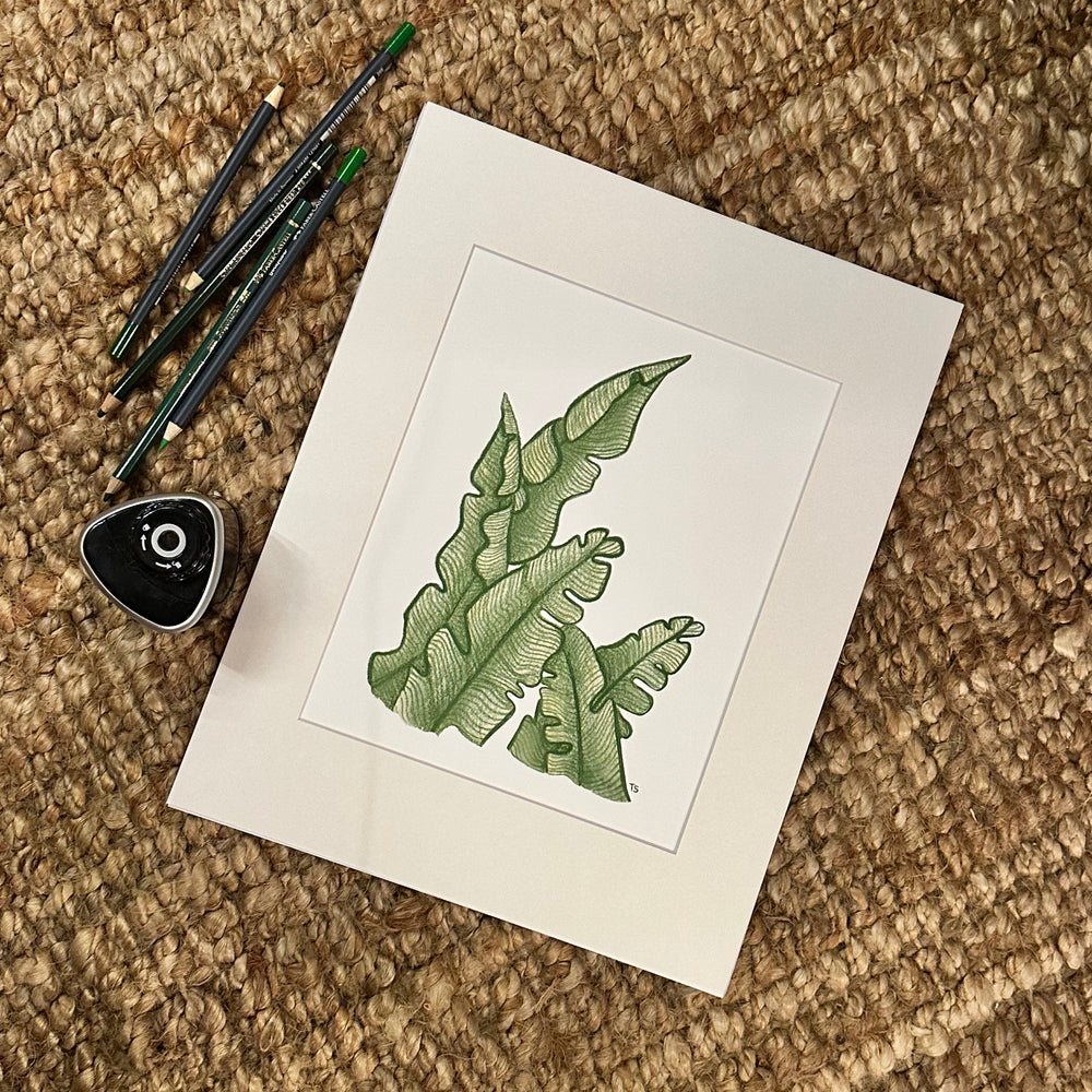 Fern Print 11x14