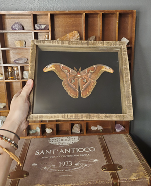 Atlas Moth Frame