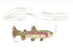 Rainbow Trout  Print
