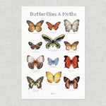 Butterflies & Moths Poster .02