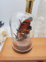 Mini Butterfly Dome