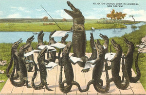 Alligator Chorus in New Orleans Postcard