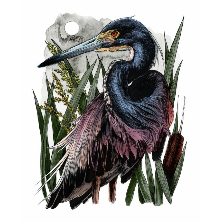 8 x 10  Tricolored Heron Art Print