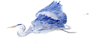 Blue Heron in Flight Watercolor Fine Art Print