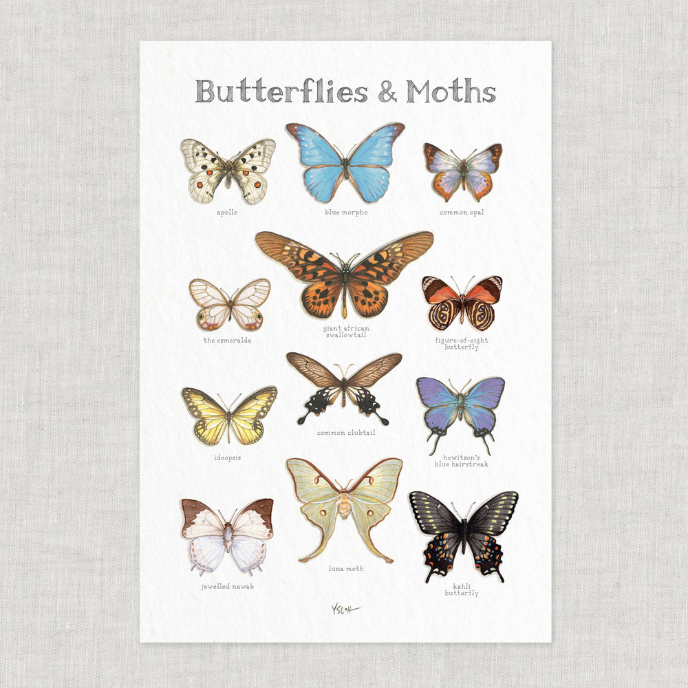 
            
                Load image into Gallery viewer, Butterflies &amp;amp; Moths Print .01
            
        