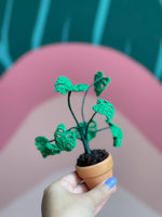 Forever Mini Monstera Plant