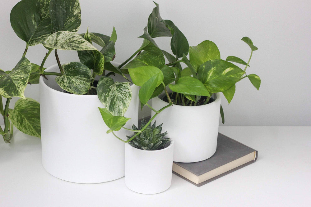 Matte White Ceramic Cylinder Planter 5"